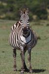 Zebra, Maasai Mara, Kenya