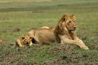 Lion cub with male lion, Maasai Mara, Kenya