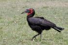 Southern Ground Hornbill bird, Maasai Mara, Kenya