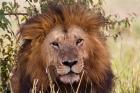 Old black maned male lion, Maasai Mara, Kenya