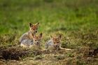 Black-backed Jackal wildlife, Maasai Mara, Kenya