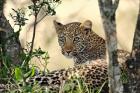 Leopard resting beneath tree, Maasai Mara, Kenya