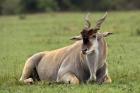 Eland (Taurotragus oryx) Kenya's largest antelope