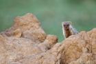 Banded Mongoose wildlife, termites, Maasai Mara, Kenya