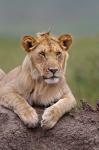 Young male lion on termite mound, Maasai Mara, Kenya