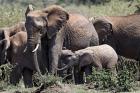 African Elephant herd with babies, Maasai Mara, Kenya