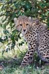 Young cheetah resting beneath bush, Maasai Mara, Kenya