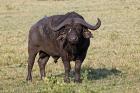 African buffalo wildlife, Maasai Mara, Kenya