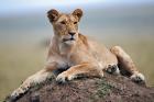 Female lion on termite mound, Maasai Mara, Kenya