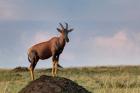 Topi antelope on termite mound, Maasai Mara, Kenya