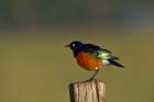 Superb Starling bird, Lake Nakuru National Park, Kenya