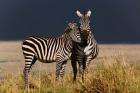 Burchell's Zebra, Maasai Mara, Kenya