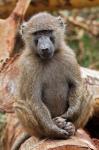 Olive Baboon primate, Lake Nakuru National Park, Kenya