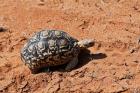 Leopard Tortoise, Samburu National Game Reserve, Kenya