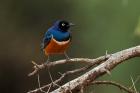 Superb Starling bird, Samburu National Reserve, Kenya