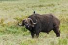 Buffalo and starling wildlife, Lake Nakuru NP, Kenya