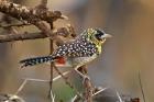 D'Arnaud's Barbet bird, Samburu Reserve, Kenya