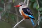 Grey-headed Kingfisher bird, Maasai Mara, Kenya