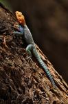 Agama Lizard, Samburu National Game Reserve, Kenya