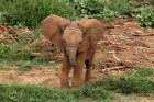 Baby Africa elephant, Samburu National Reserve, Kenya