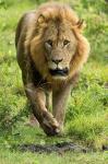 Male Lion, Lake Nakuru National Park, Kenya
