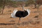 Ostrich bird, Samburu National Game Reserve, Kenya
