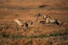 Pair of cheetahs running, Maasai Mara, Kenya