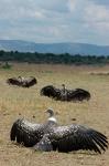 Kenya: Masai Mara Reserve, Ruppell's Griffon vultures