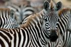 Kenya: Masai Mara Game Reserve, Burchell's zebra