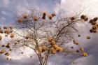 Kenya, Acacia, Back-necked and Vitelline masked Weaver