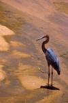 Buffalo Springs National Reserve, Goliath Heron, Kenya