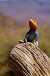 Kenya: Namunyak Conservation Area, Agama Lizard on rock