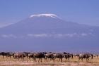 Kenya: Amboseli NP, wildebeest wildlife, Mt Kilimanjaro