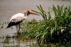 Kenya. Masai Mara, Yellowbilled stork bird