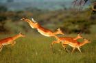 Impala, Aepyceros melampus, Mara River, Kenya