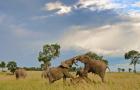 Kenya, Maasai Mara National Park, Young elephants
