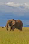 Kenya, Maasai Mara National Park, Male elephant