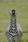 Male Burchell's Zebra Exhibits Flehmen Display to Sense Females, Kenya