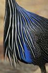 Detail of Vulturine Guineafowl Breast Feathers, Samburu National Reserve, Kenya