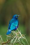 Kenya, Lake Nakuru, Starling bird, thorny acacia tree