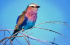 Kenya, Masai Mara, Lilac-breasted roller bird