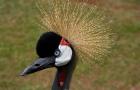 Kenya, Masai Mara, Crowned crane bird