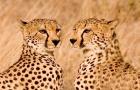 Kenya, Masai Mara National Reserve. Two cheetahs