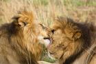 Kenya, Masai Mara, Male lions