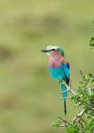 Kenya, Masai Mara. Lilac-breasted roller bird