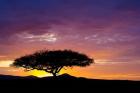 Kenya, Masai Mara. Sunrise silhouette, acacia tree