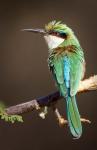 Kenya, Samburu NR, Somali bee-eater, tropical bird