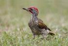 Kenya, Masai Mara NWR, Nubian woodpecker bird