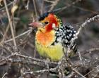 Kenya. Red and yellow barbet bird on tree limb