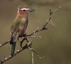 Kenya, Rufous-crowned roller bird on limb.